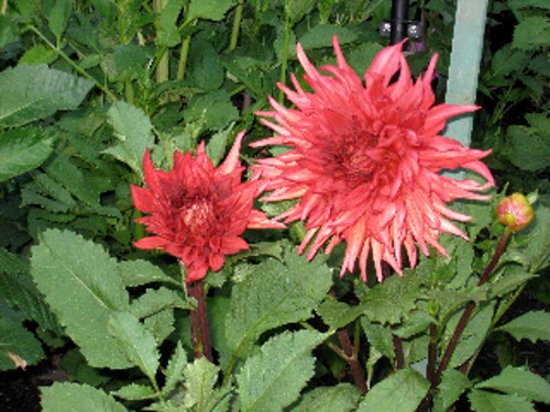 Butcharts Gardens